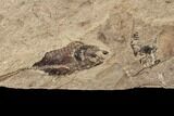Fossil Fish (Gosiutichthys) With Plant Fossils - Wyoming #87809-2